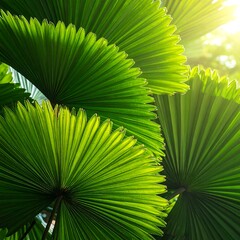 Lush fan palm leaves