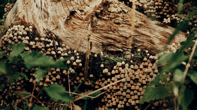 Kleine Pilze in gro&szlig;er Menge an einem Baumstamm im Herbst