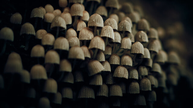Kleine Pilze in gro&szlig;er Menge an einem Baumstamm im Herbst