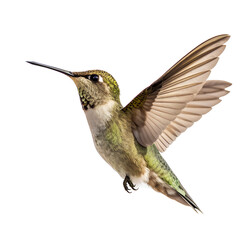 Close up of a hummingbird in flight with wings spread on a black background wildlife photography