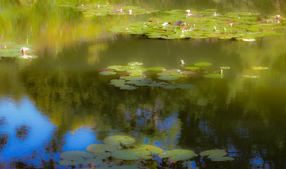jardin au Nymphéas
