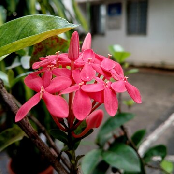 Ixora Flower- इक्सोरा. WestIndian Jasmine, Pendkuli- पेंडगूळ. Jasmine- जाई, जाईचे फूल, चमेली. Rukmini Flower- रुक्मिणी फूल. रुक्मिणी.