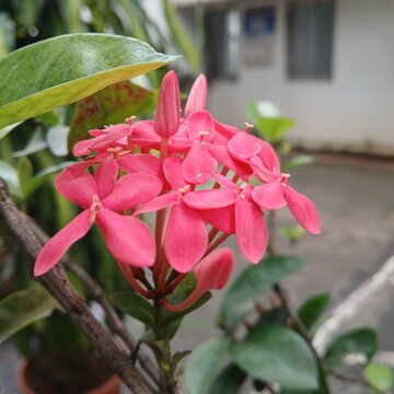 Ixora Flower- इक्सोरा. WestIndian Jasmine, Pendkuli- पेंडगूळ. Jasmine- जाई, जाईचे फूल, चमेली. Rukmini Flower- रुक्मिणी फूल. रुक्मिणी.