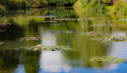 bassin aux nymphéas