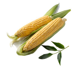 Fresh sweet corn on the cob kernels with green husks healthy eating vegetarian diet food photography