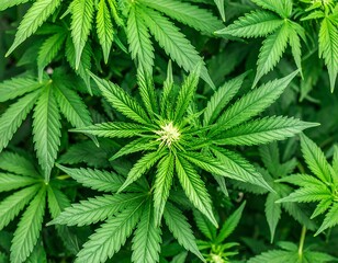 Close-up view of vibrant cannabis plants