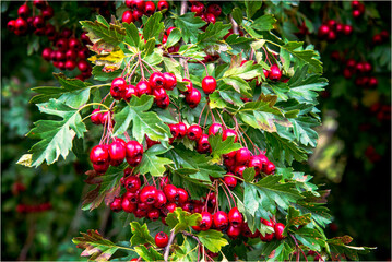 Eingriffeliger Weißdorn