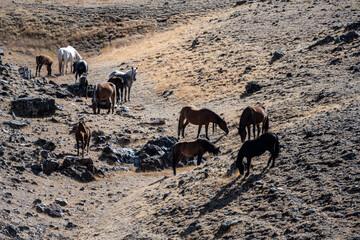 A beautiful autumn landscape with yellow trees and turquoise water in the Altai Mountains