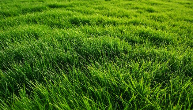 Close-up view of vibrant green grass
