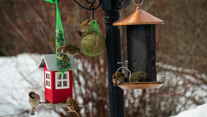 Titmouse came to a feeder to have some delicacies during