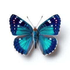 Fototapeta premium Vibrant Blue Butterfly with White Speckled Wings Isolated on Clean White Background Displaying Intricate Wing Patterns and Delicate Antennae Under Bright Studio Lighting