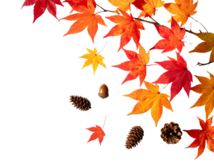  Rustic Autumn Maple Branch with Seasonal Decor – Transparent PNG