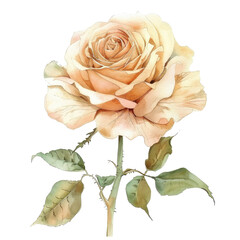 Delicate peach rose with lush green leaves on a transparent background for decor and design inspiration
