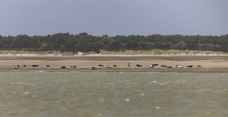 phoques de la baie de Somme © Jacky Jeannet