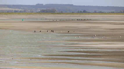 baie de Somme, phoques © Jacky Jeannet