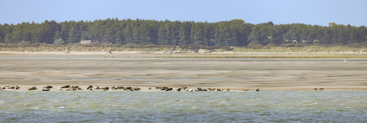 baie de Somme, phoques © Jacky Jeannet