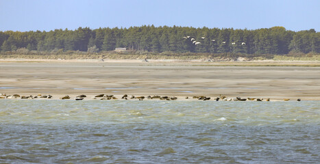baie de Somme, phoques © Jacky Jeannet