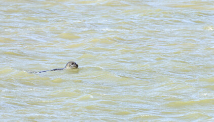 baie de Somme, phoques © Jacky Jeannet