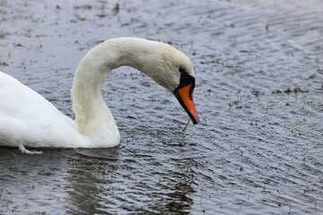 cygne
