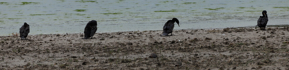 oiseaux aquatiques