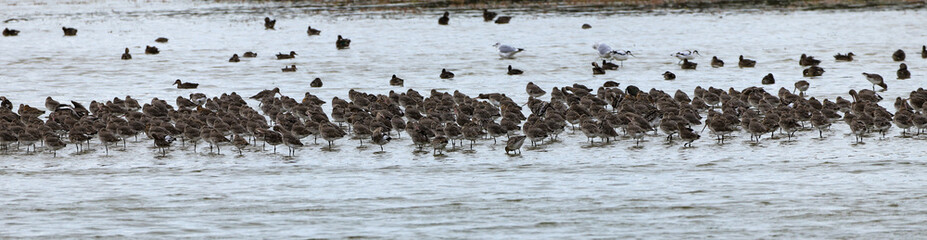 oiseaux marins