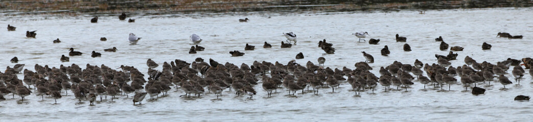 oiseaux marins