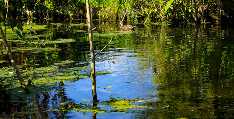 les hortillonnages d'Amiens