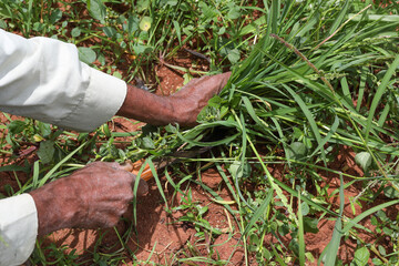 old man working in the garden