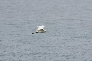 White Heron bird flying by a Beach
