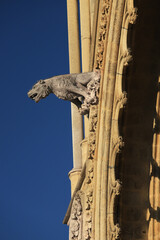 gargouilles de la cathédrale d'Amiens