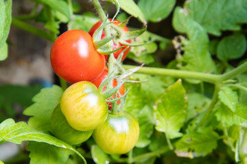 Tomatoes Growing on the Vine in Various Stages of Ripeness