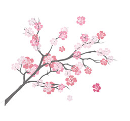 Cherry blossom branch
