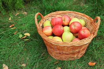 Fresh ripe apples in wicker basket and fallen leaves on green grass outdoors, space for text