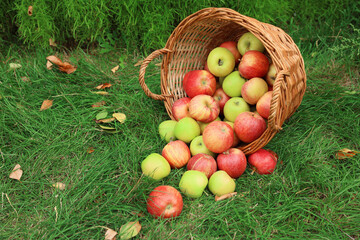 Fresh ripe apples in wicker basket and fallen leaves on green grass outdoors, space for text