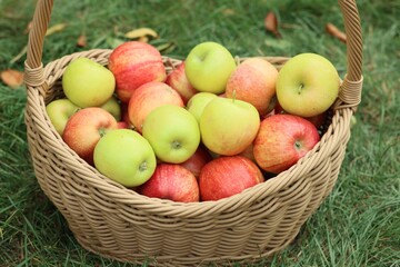 Fresh ripe apples in wicker basket and fallen leaves on green grass outdoors, closeup