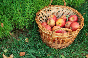 Fresh ripe apples in wicker basket and fallen leaves on green grass outdoors, space for text