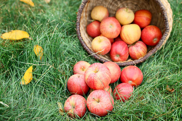 Fresh ripe apples in wicker basket on green grass outdoors, closeup