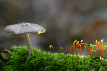 Close-up of gray, dull mushroom with large flat cap surrounded by light green moss with purple stem, tall moss in sunlight, moss-covered forest floor with green capsules, Pohlia nutans