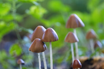 close up brown mushrooms with white stems, pretty mycelium with brown caps and green background, possibly helmet mushrooms, poisonous brown mushrooms, Mycena