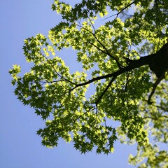 Fototapeta premium Low-angle view of a vibrant green maple tree canopy against a clear blue sky