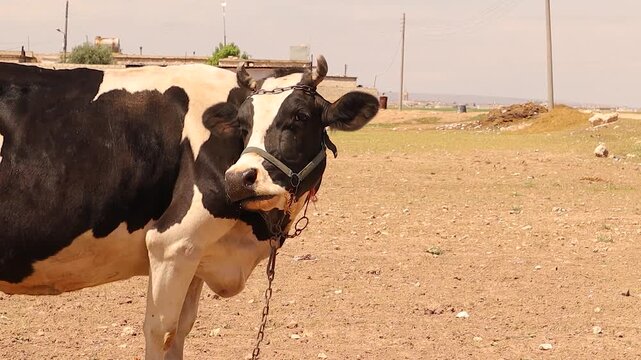 Cow ruminating, showing detailed chewing, teeth and lip movements during cud processing. Perfect for illustrating rumination biology, digestive system education, veterinary studies, livestock research