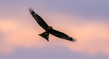 Obraz premium Soaring bird silhouette against colorful sky at sunset or sunrise