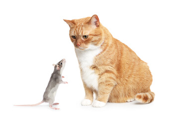 Cat looking at rat on white background