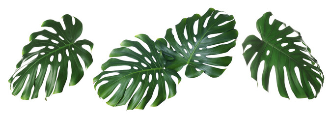 Tropical plant leaves isolated on white, set. Bright green foliage