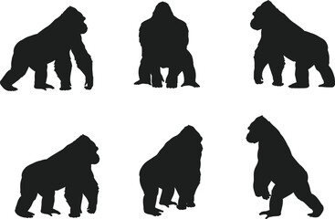 Gorilla silhouettes in standing, walking, sitting positions, powerful wild ape illustration, jungle primate vector, animal shadow art, black wildlife design