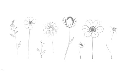 Delicate line drawing of various wildflowers and floral elements arranged on a white background.
