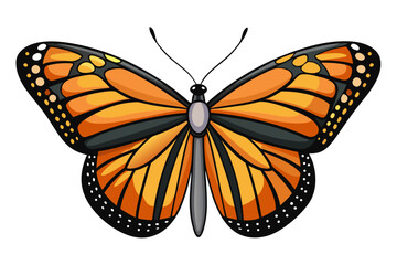 butterfly on white background