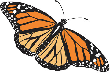 butterfly isolated on white