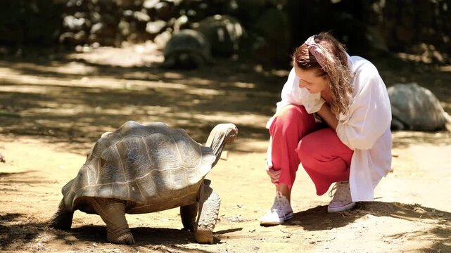 Smiling tourist female patting Aldabra giant tortoise head - one of the largest tortoises in the world in the zoo nature park on Mauritius island. Beauty in Nature 4K concept footage.