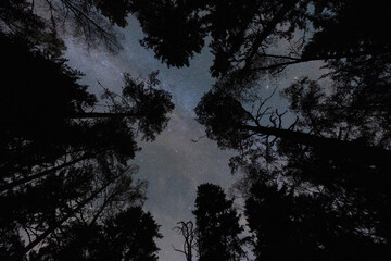 Fototapeta premium Upward view of the stunning Milky Way galaxy framed by the silhouettes of tall trees in a mysterious night forest.
